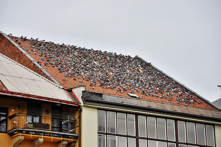 A2B Pest Control are able to install spikes to deter birds from roofs in Scarborough. 