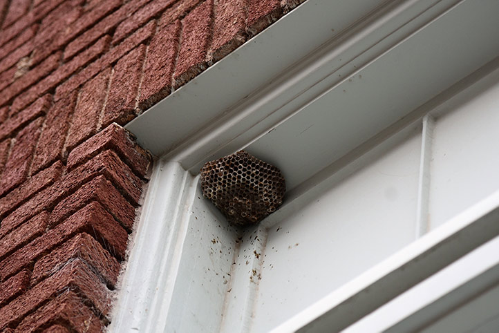 We provide a wasp nest removal service for domestic and commercial properties in Scarborough.